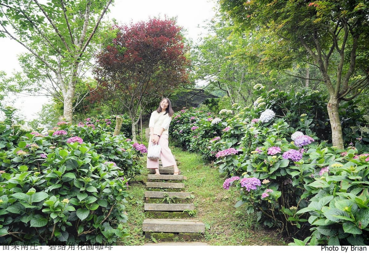全台繡球花景點推薦:8千坪夢幻花海、山林秘境、歐式莊園小火車必打卡 全台繡球花景點推薦:8千坪夢幻花海、山林秘境、歐式莊園小火車必打卡