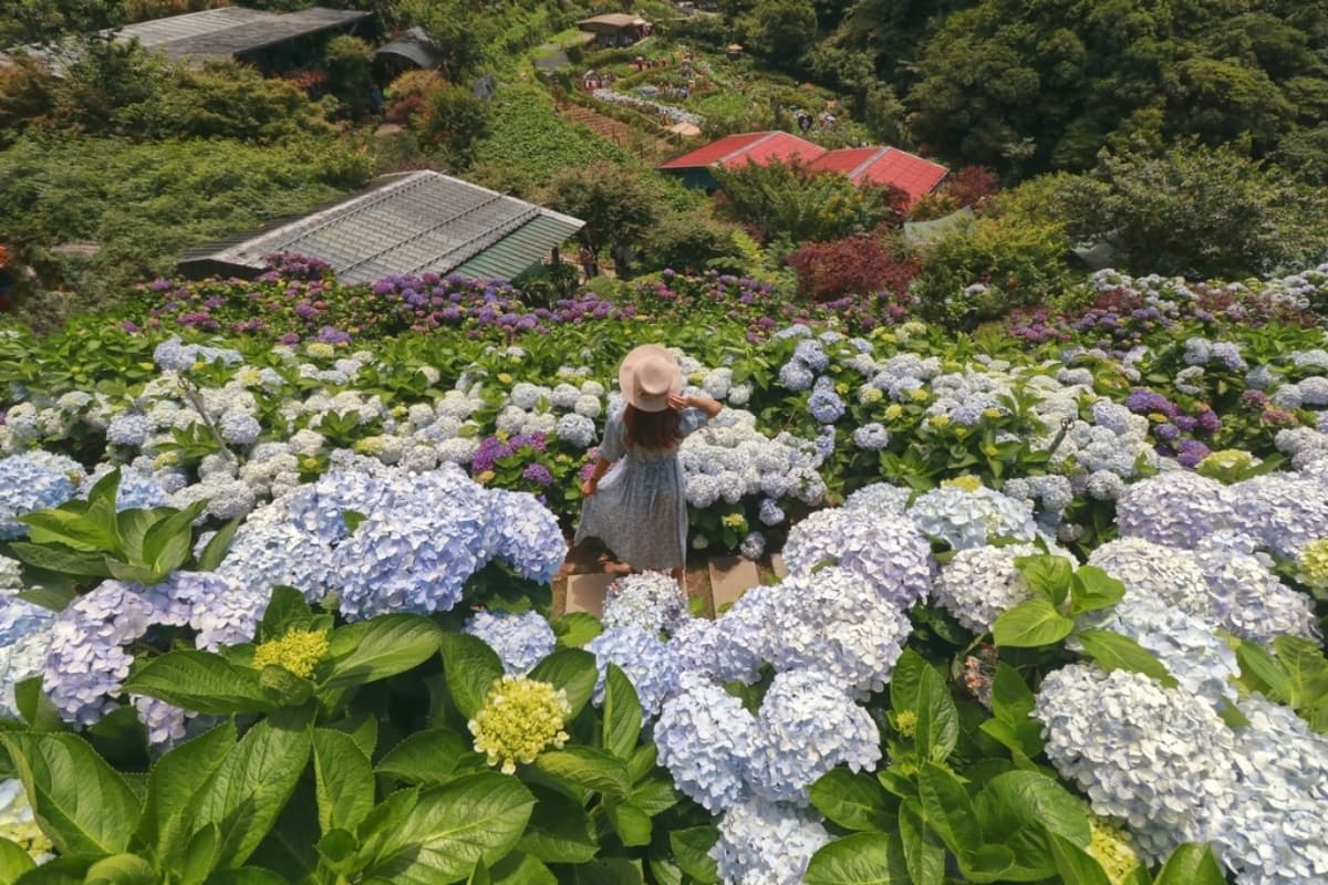 全台繡球花景點推薦:8千坪夢幻花海、山林秘境、歐式莊園小火車必打卡 全台繡球花景點推薦:8千坪夢幻花海、山林秘境、歐式莊園小火車必打卡