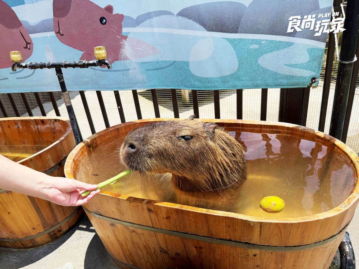 2026台中國際旅展優惠!台中直飛釜山、富國島免2萬,飯店線上旅展下殺3折 近距離互動水豚寶寶!入住宜蘭綠舞送斑比山丘門票+禮包,春季旅展優惠開搶