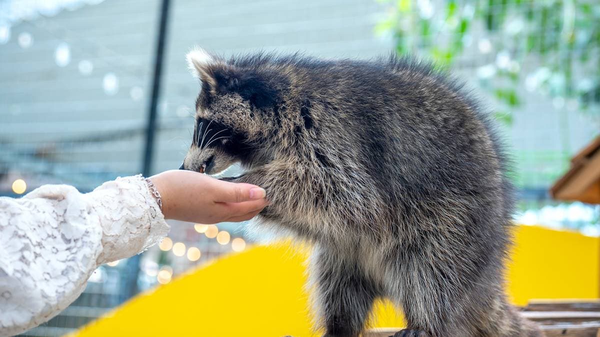 飼主們注意!「1寵物新規」5月上路,違者最高開罰25萬元、沒入動物