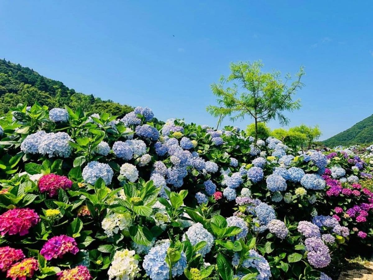 全台最大「萬坪繡球花海」在新北!繽紛色彩超夢幻,母親節連3天送冰淇淋 全台最大「萬坪繡球花海」在新北!繽紛色彩超夢幻,母親節連3天送冰淇淋