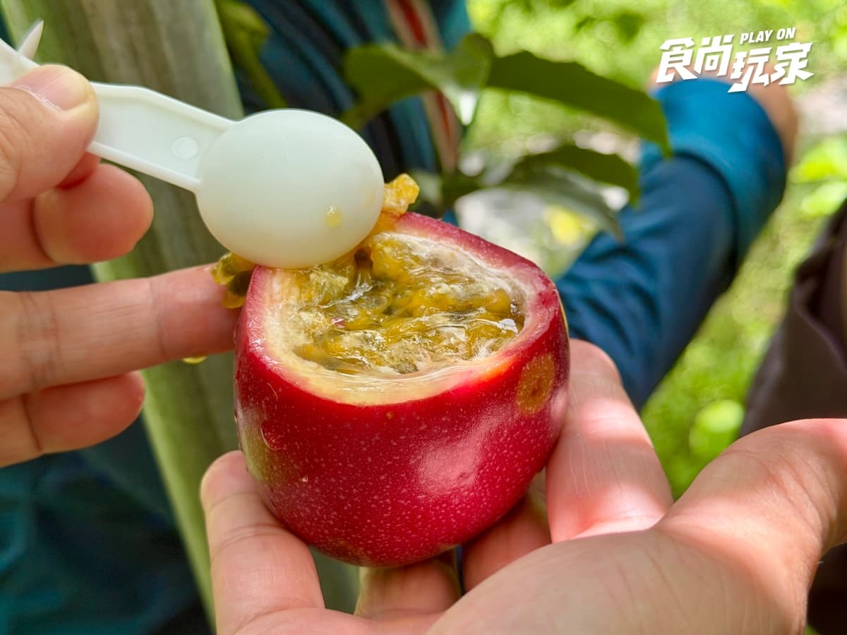 減肥聖品「百香果」怎麼挑?農民親授3招技巧,隱藏吃法+品種風味一次看 減肥聖品「百香果」怎麼挑?農民親授3招技巧,隱藏吃法+品種風味一次看