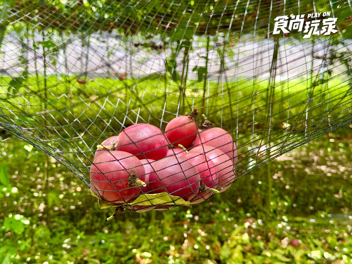 減肥聖品「百香果」怎麼挑?農民親授3招技巧,隱藏吃法+品種風味一次看 減肥聖品「百香果」怎麼挑?農民親授3招技巧,隱藏吃法+品種風味一次看