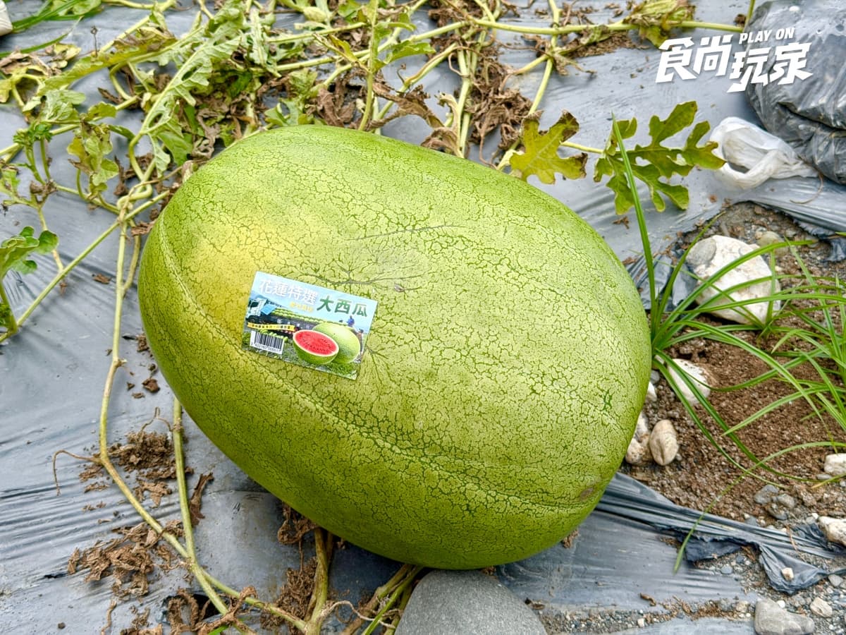 夏季最夯水果特價!農民親授「西瓜、芒果」挑選方式,口感+必吃推薦一次看 夏季最夯水果特價!農民親授「西瓜、芒果」挑選方式,口感+必吃推薦一次看