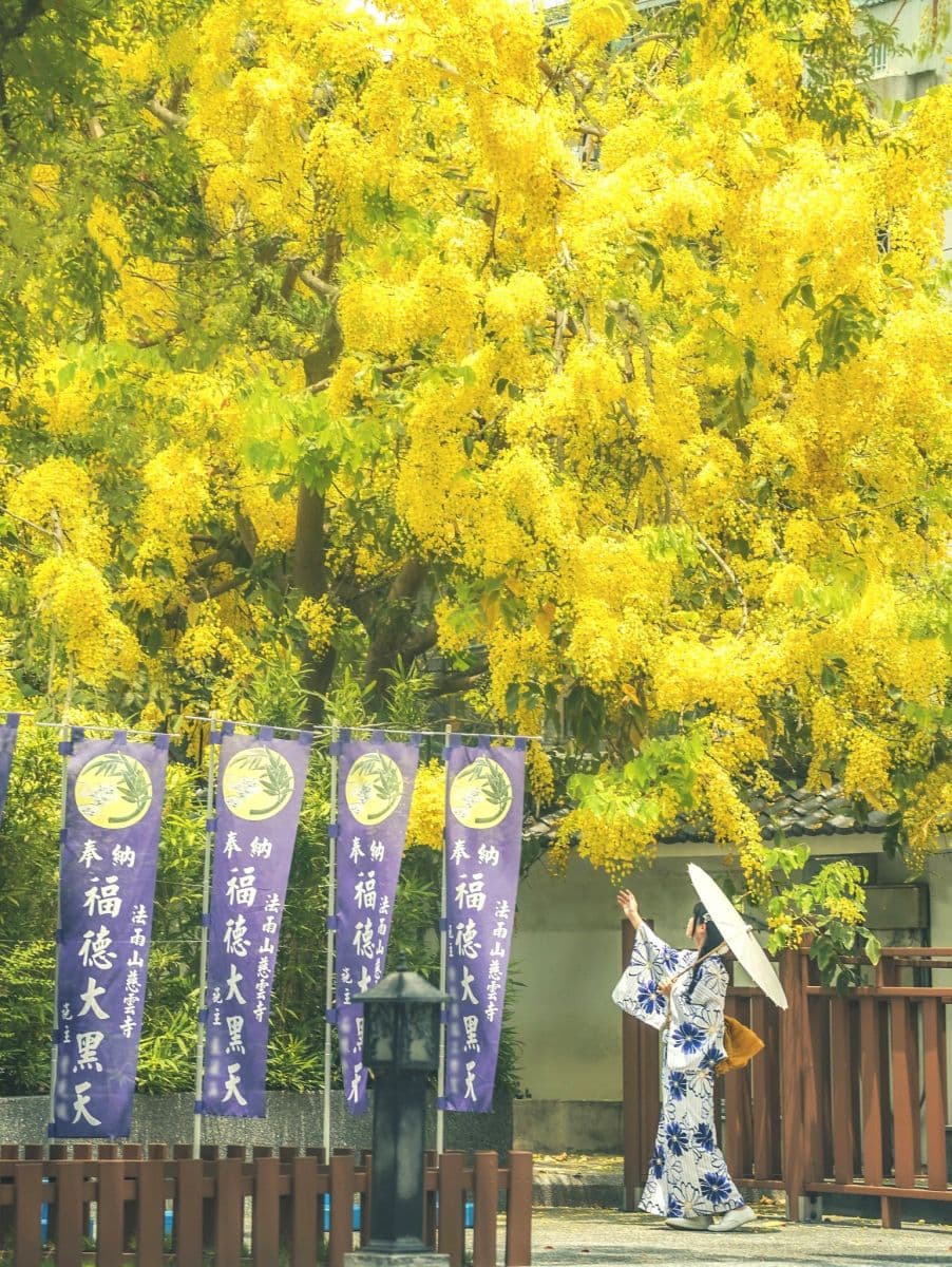高雄下起夢幻黃金雨!絕美阿勃勒自行車道藏在這,加碼推薦16處免門票祕境 這不是日本!高雄隱藏版「阿勃勒森林」免費拍,古樸佛寺下起黃金雨超浪漫