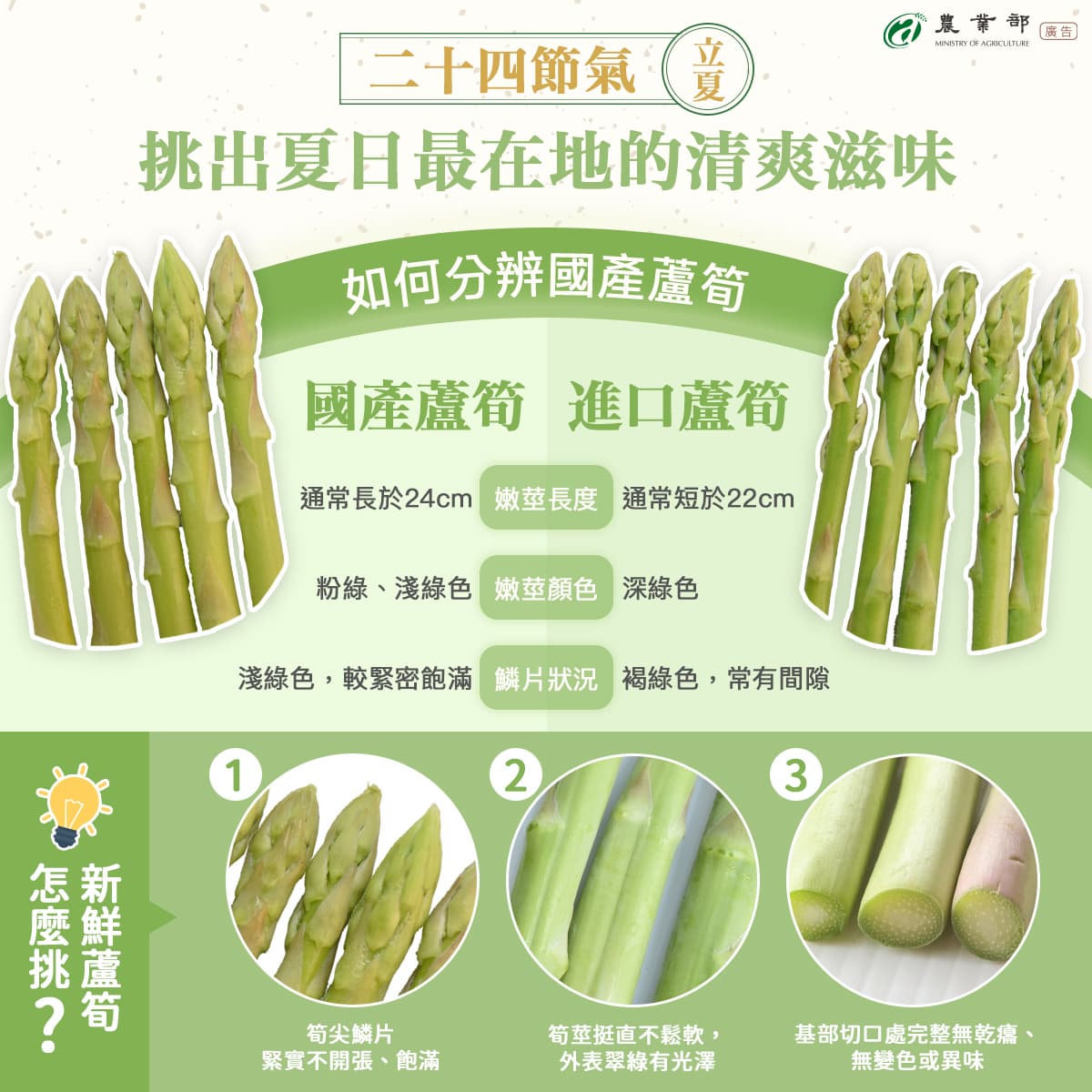 夏天吃蘆筍最當季!新鮮蘆筍怎麼挑?保存秘招、汆燙時間一次看 夏天吃蘆筍最當季!新鮮蘆筍怎麼挑?保存秘招、汆燙時間一次看