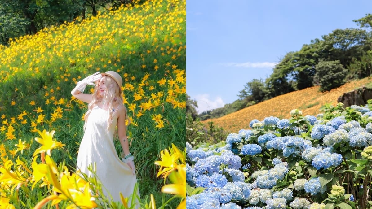 台中最強金針花+繡球花海藏在這!一年四季都有花,滿版花海美景超夢幻