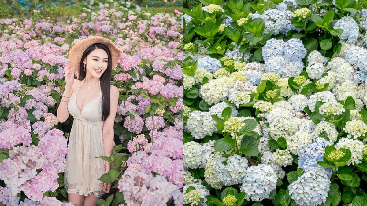台北最美繡球花祕境在這!千坪彩色花海進入最佳賞花期,門票150元可抵消費