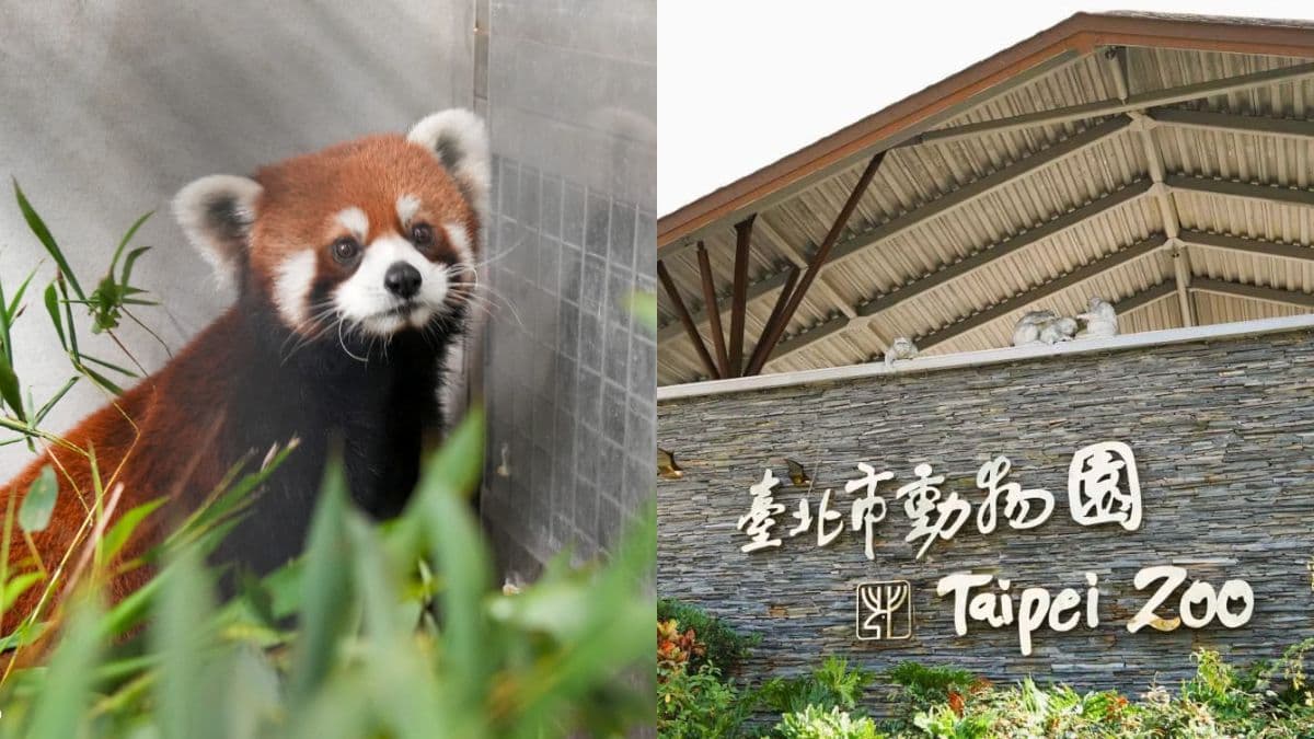 木柵動物園「夜間開放」暑假登場!超萌小貓熊、馬來貘報到,暑期營隊快搶訂
