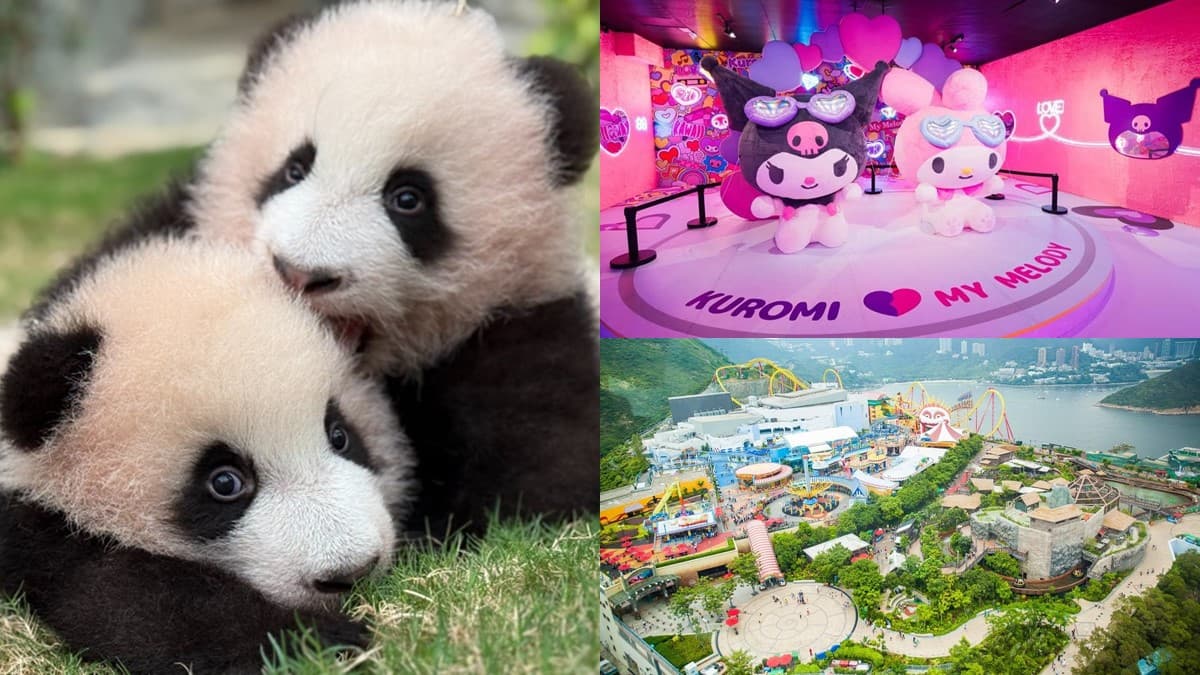 近距離看熊貓!「香港海洋公園」熊貓慶生派對萌翻天,還有超夢幻三麗鷗世界