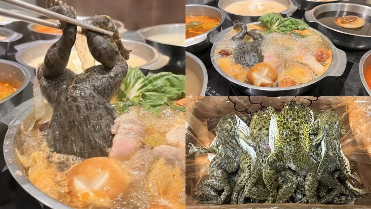 全台首推「虎斑青蛙火鍋」超獵奇!469元起吃到飽,百款自助吧+芒果無限夾