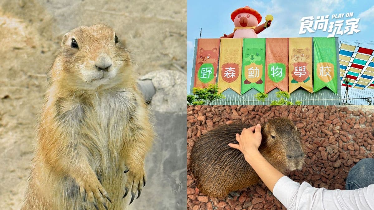 高雄最新「萌寵森林動物園」暑假優惠!大人購票小孩免費,體驗近距離餵食互動