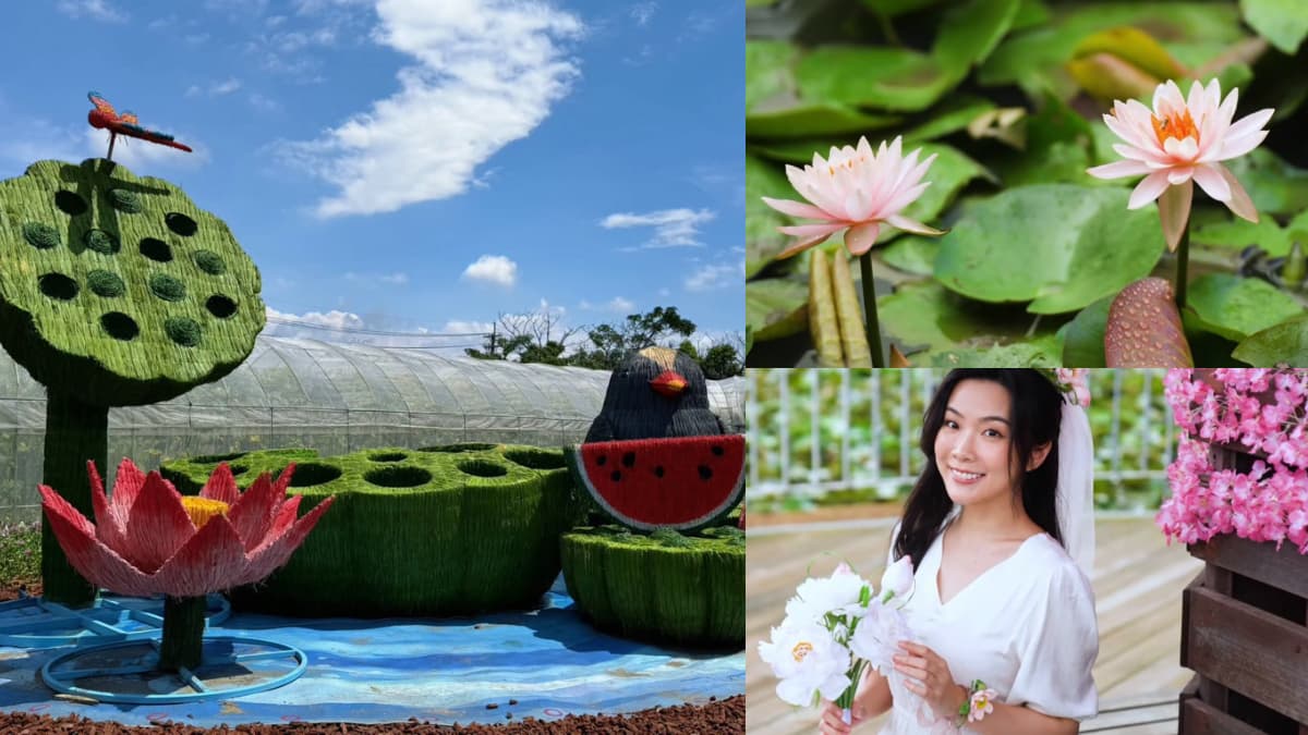 桃園蓮花季暑假登場!必拍6大裝置、體驗坐大王蓮,假日免費接駁班次一次看