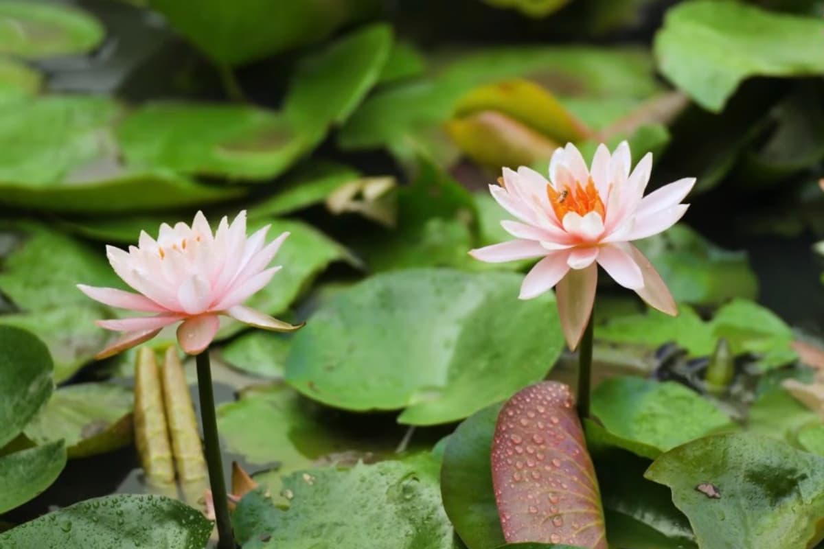觀音區蓮花園休閒農業區