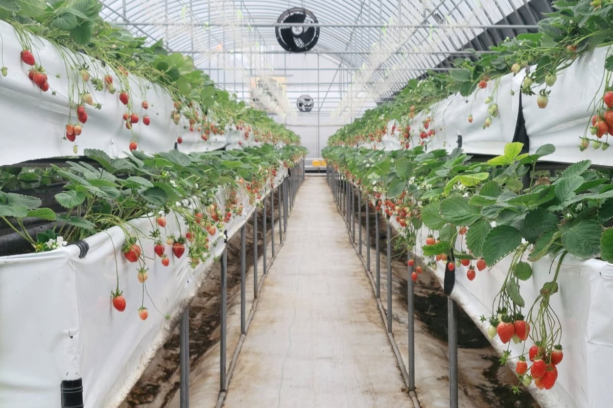 桃園青青草莓蔬果農場