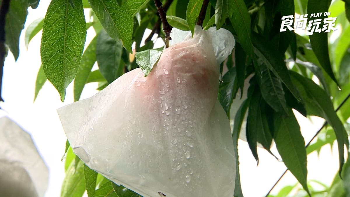 全台唯一打拋豬水蜜桃吃過嗎?拉拉山美食推薦6家:超嫩白切土雞、茶香千層必朝聖 全台唯一打拋豬水蜜桃吃過嗎?拉拉山美食推薦6家:超嫩白切土雞、茶香千層必朝聖