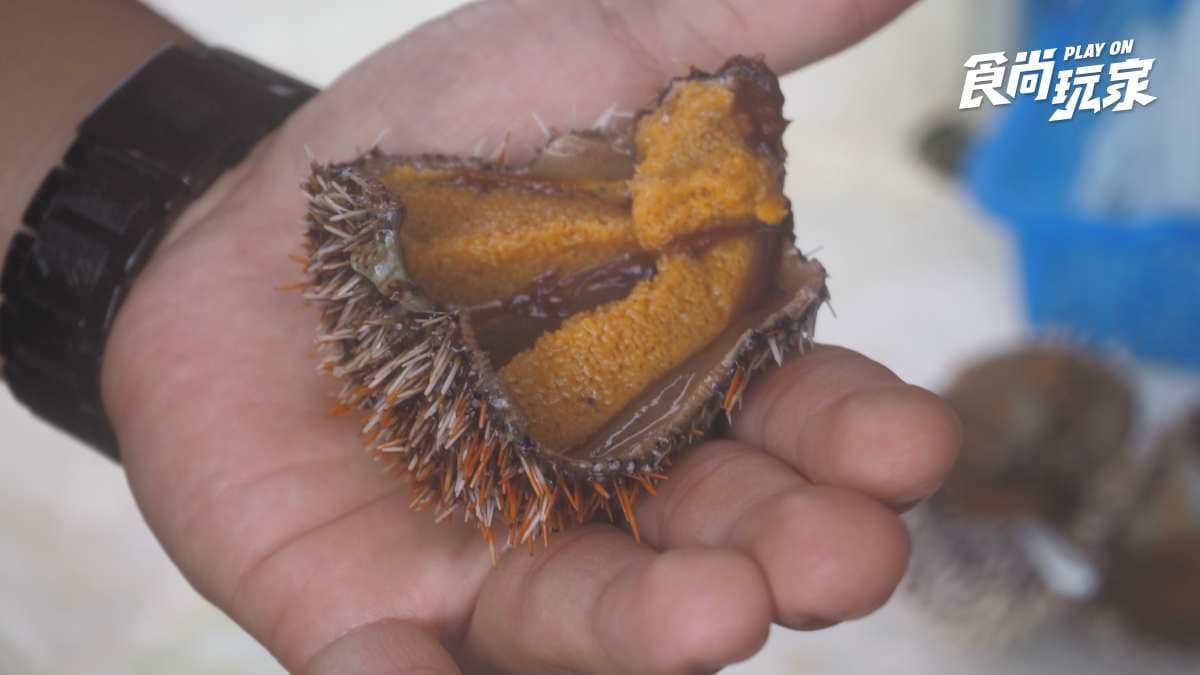 龜吼海膽伯