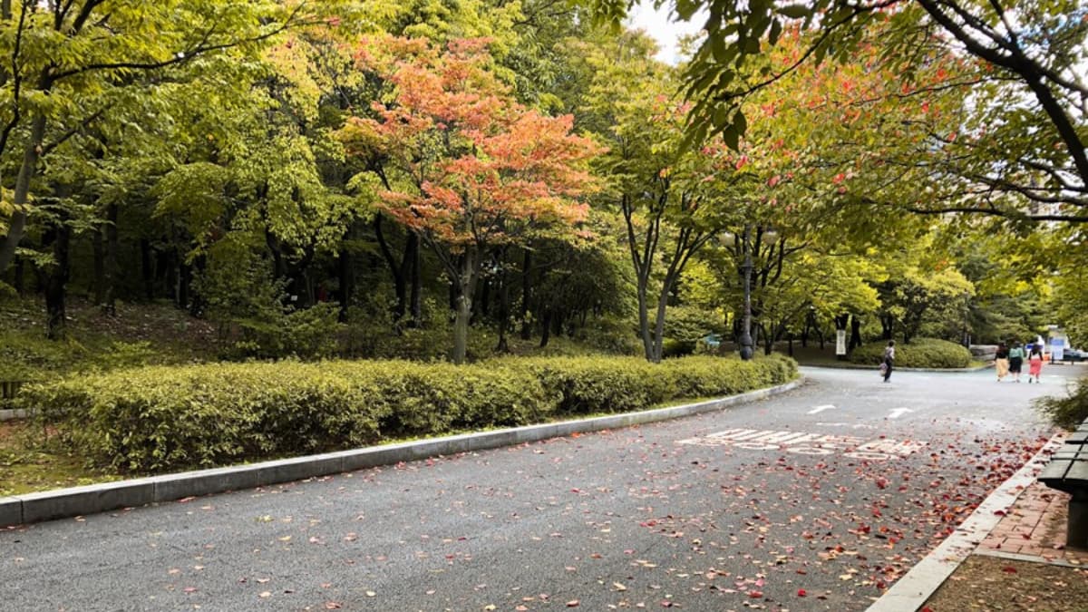 銀杏大道、宮殿紅葉!首爾10大賞楓秘境:「鬼怪」拍攝地、纜車美景一次收藏 銀杏大道、宮殿紅葉!首爾10大賞楓秘境:「鬼怪」拍攝地、纜車美景一次收藏