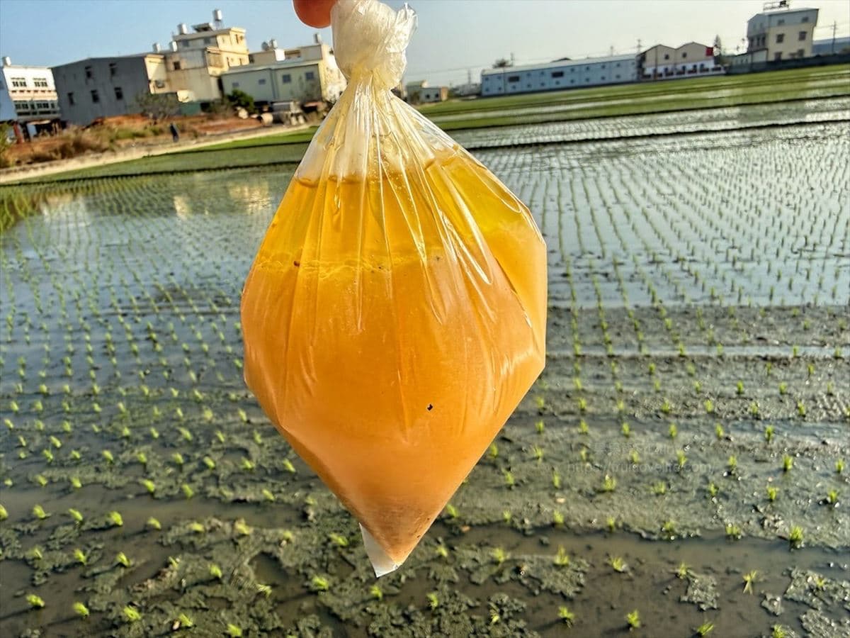 中部海線「最強桶仔雞」!台中一雞二吃藏民宅,網讚米血、貢丸配雞油是靈魂 中部海線「最強桶仔雞」!台中一雞二吃藏民宅,網讚米血、貢丸配雞油是靈魂
