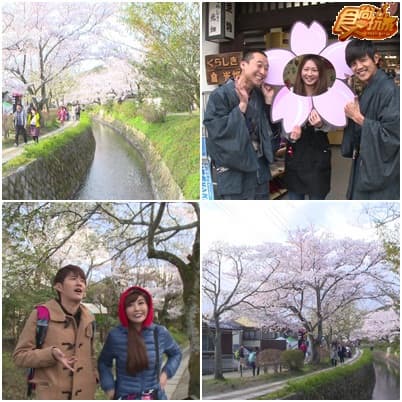 日本櫻花大戰-逐櫻の花跡 第二瓣!! 日本櫻花大戰-逐櫻の花跡 第二瓣!!