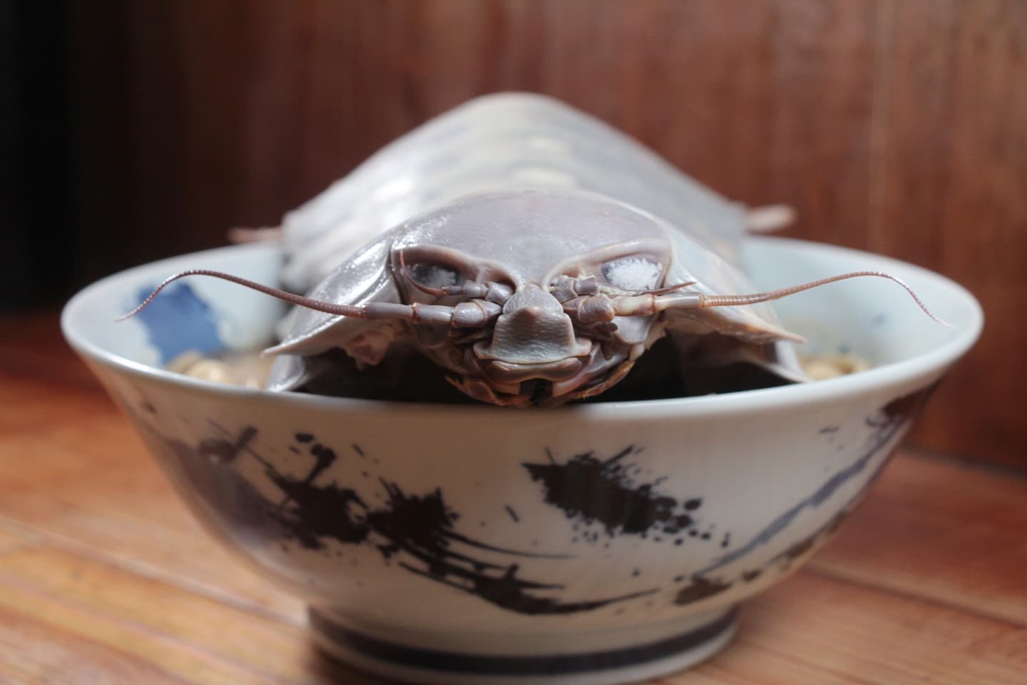 整隻「大王具足蟲」端上桌!超狂拉麵1碗1480元,網友驚:吃巨無霸海蟑螂? 整隻大王具足蟲殼作為裝飾,趴在拉麵碗上十分震撼。(圖/翻攝自拉麵公子臉書) 超震撼!名店推出「大王具足蟲」拉麵 一碗破價千元