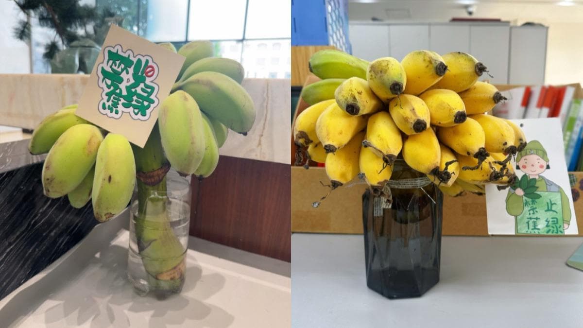 大陸年輕人掀起「禁止蕉綠」風潮。(圖/翻攝自微博) 大陸年輕人掀起「禁止蕉綠」風潮。(圖/翻攝自微博)