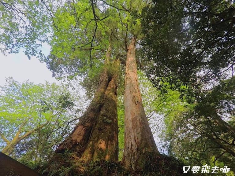 朝聖全台第一大神木!北中南6大神木景點:樹洞驚見「小台灣」、巨木棧道|食尚玩家