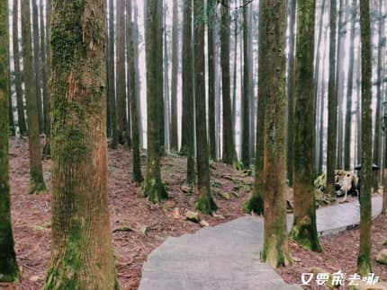 朝聖全台第一大神木!北中南6大神木景點:樹洞驚見「小台灣」、巨木棧道|食尚玩家