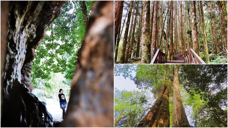 朝聖全台第一大神木!北中南6大神木景點:樹洞驚見「小台灣」、巨木棧道|食尚玩家