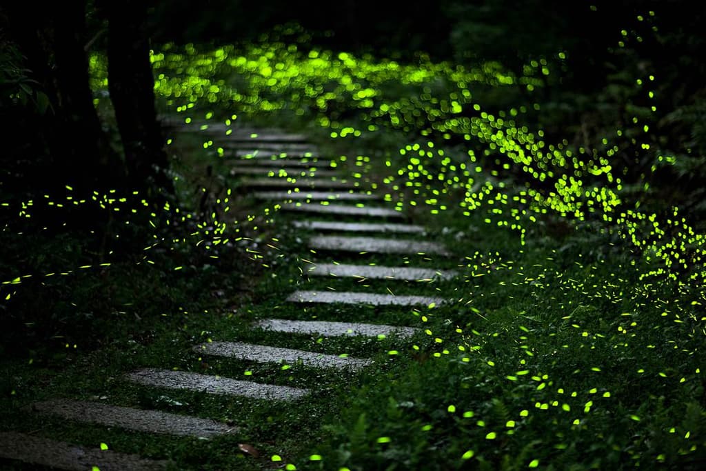 2023螢火蟲季開跑!全台6處賞螢景點推薦:日月潭晶園休閒渡假村、百吉國小螢火蟲|食尚玩家