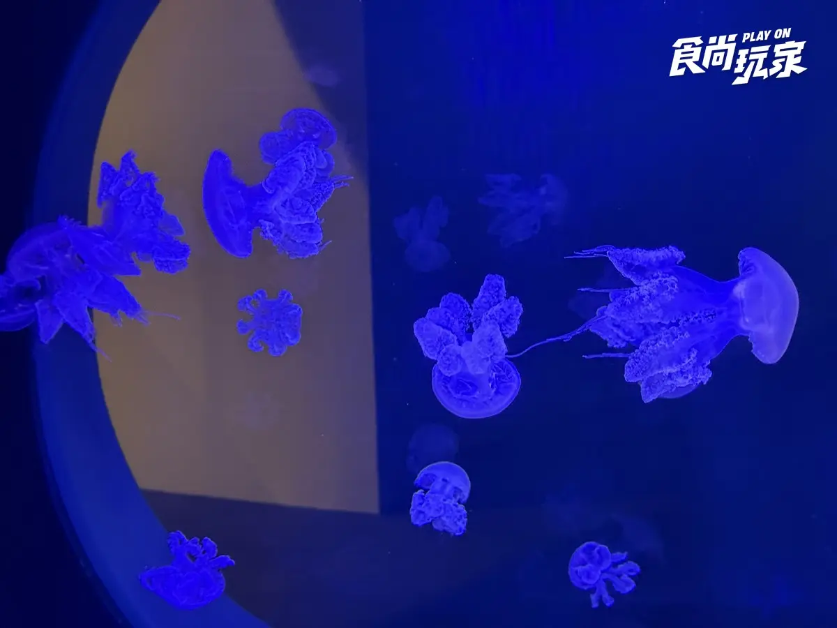 秀證件免費參觀！「台中海洋館」開幕週年10月天天享優惠，美拍７大主題展區
