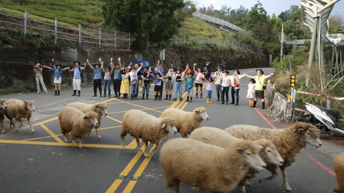 雙十連假清境這樣玩！「半日牧羊人」近距離餵羊，暗空公園、露營看銀河星空