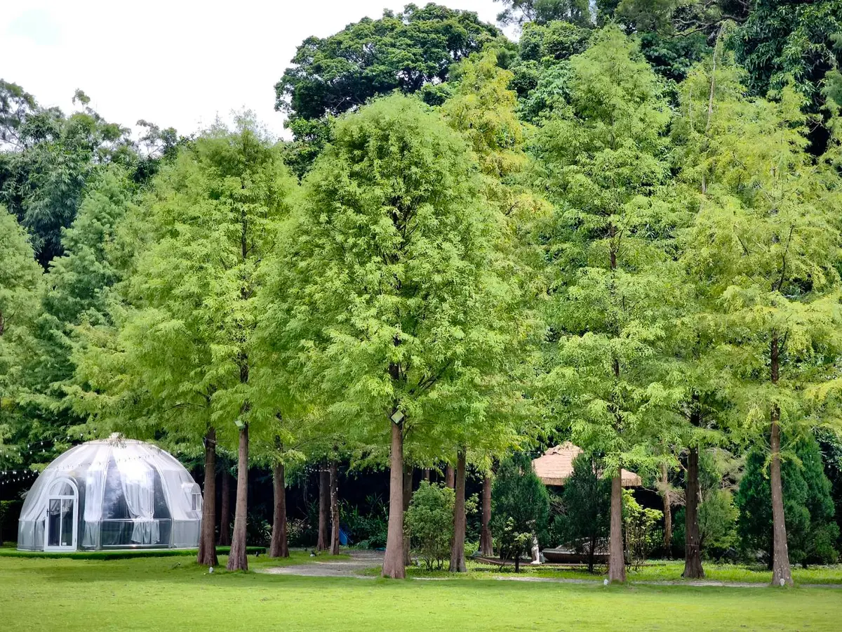 賞落羽松、吐司油畫DIY！台北最美景觀餐廳推10條遊程，再享創意辦桌、可汗火鍋