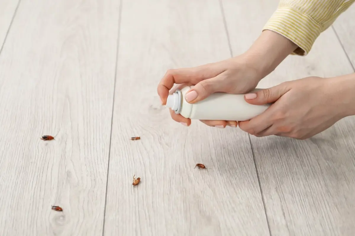 蟑螂打不完？網推２款滅蟑神器，實測有感＋３大防蟑原則一次看