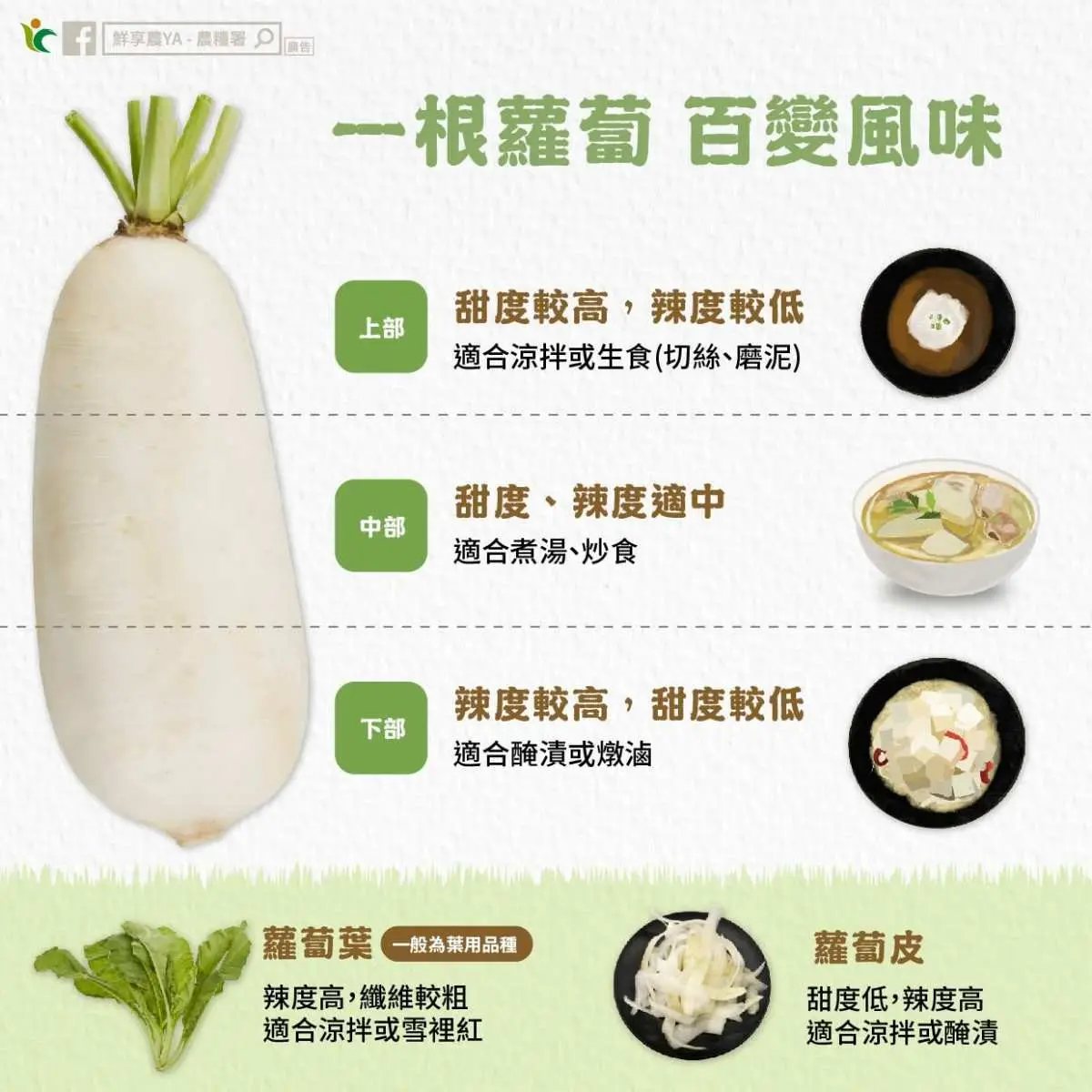 白蘿蔔別只會煮湯！５大部位吃法不同，「這部位」營養價值更高