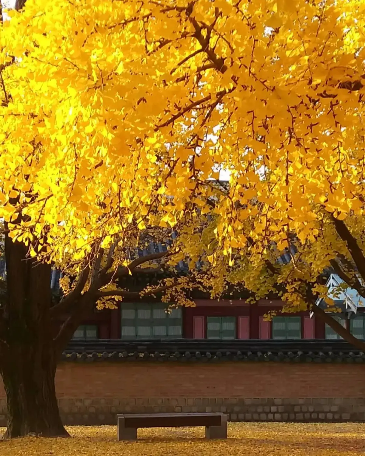 秋季限定金色美景！韓國12大銀杏祕境：上千棵銀杏海、200年古樹、纜車賞秋