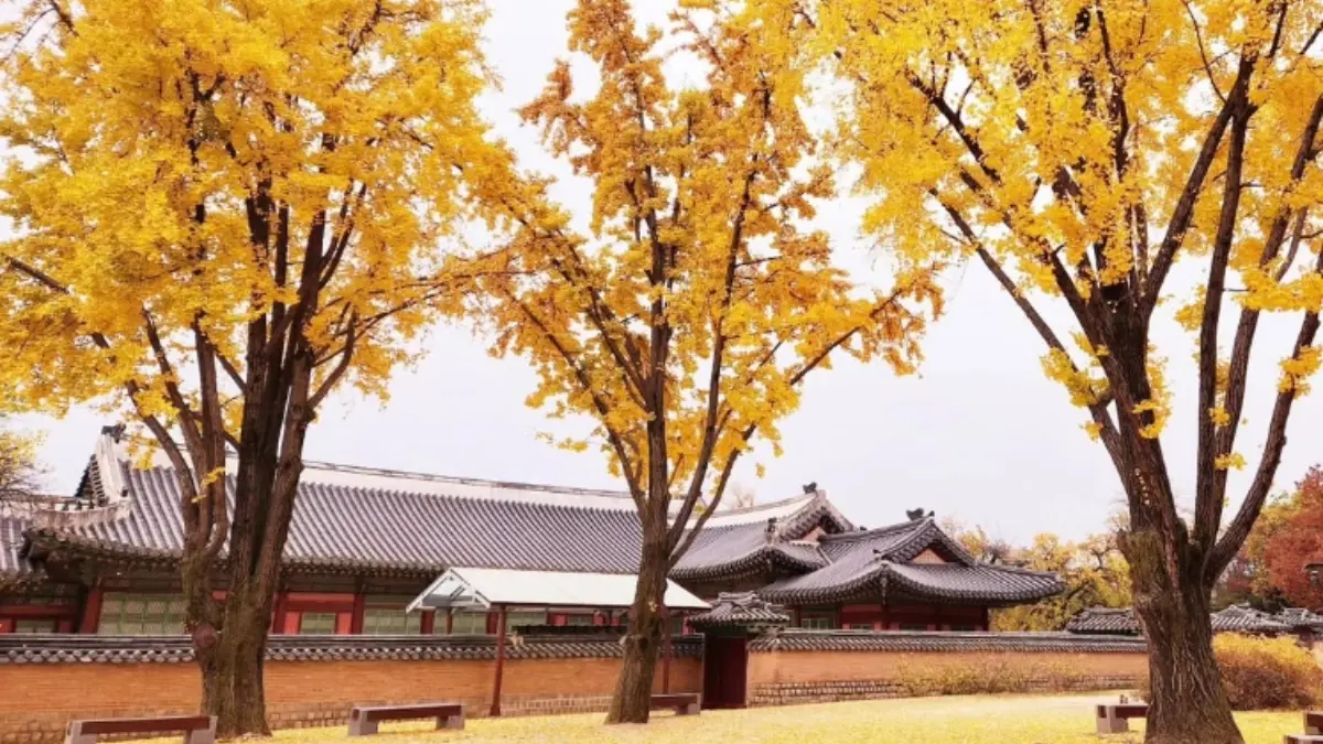 秋季限定金色美景！韓國12大銀杏祕境：上千棵銀杏海、200年古樹、纜車賞秋