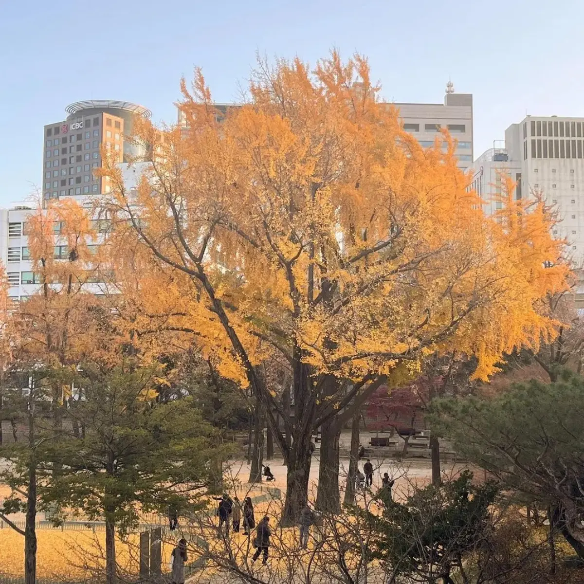 秋季限定金色美景！韓國12大銀杏祕境：上千棵銀杏海、200年古樹、纜車賞秋