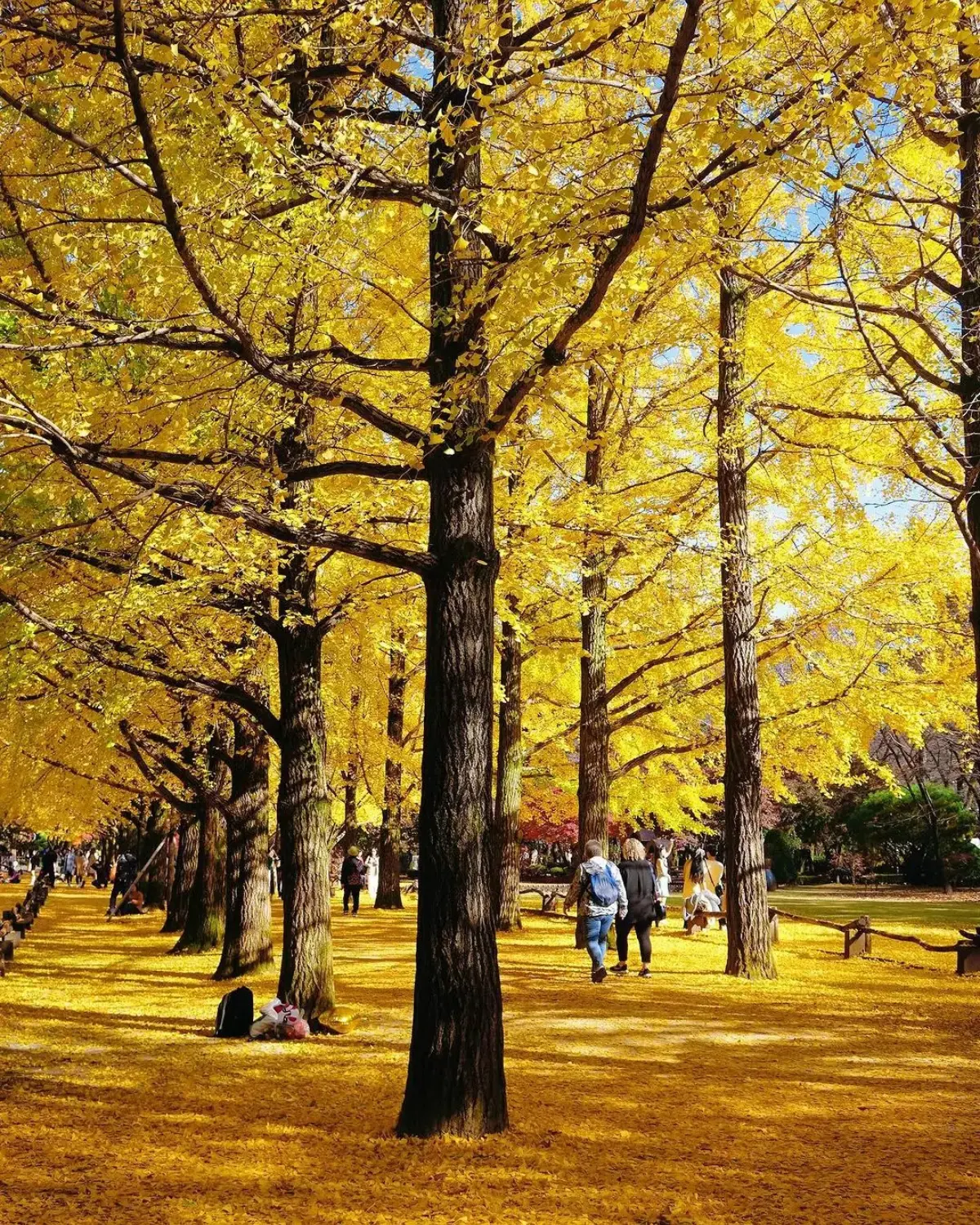 秋季限定金色美景！韓國12大銀杏祕境：上千棵銀杏海、200年古樹、纜車賞秋