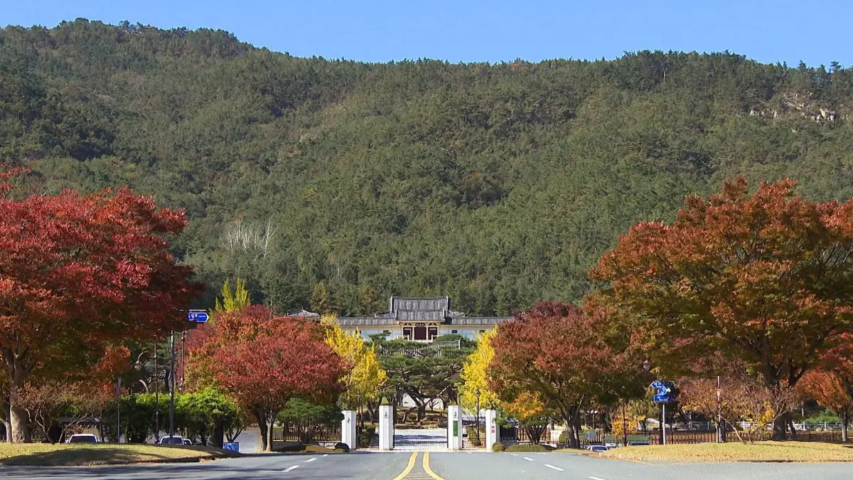 秋季限定金色美景！韓國12大銀杏祕境：上千棵銀杏海、200年古樹、纜車賞秋