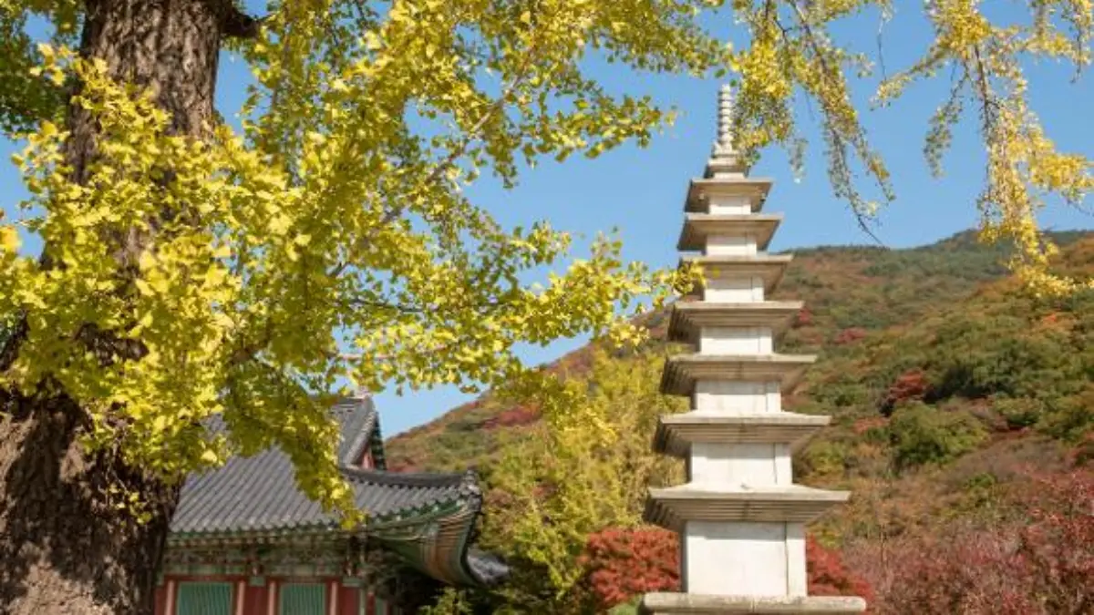秋季限定金色美景！韓國12大銀杏祕境：上千棵銀杏海、200年古樹、纜車賞秋