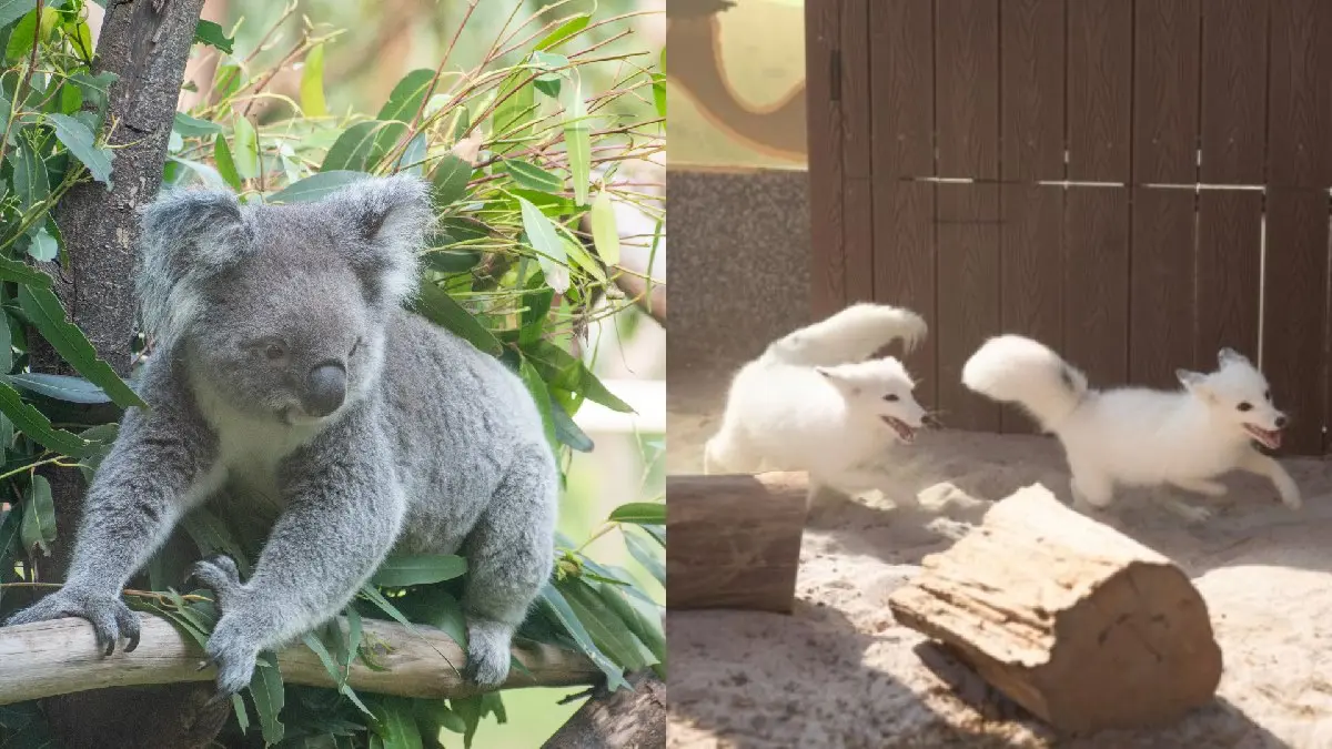 台灣動物園、水族館推薦Top10！逛一整天都不膩，這2026新景點還可互動