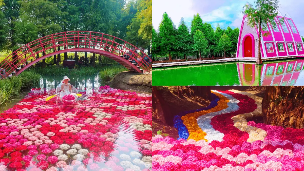 粉紅系花園回歸！落羽松林旁「水上繡球花海」夢幻美拍，坐透明水晶船賞花