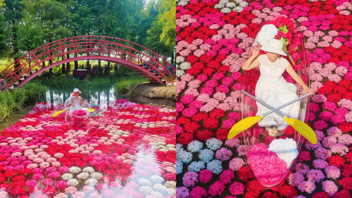 粉紅系花園回歸！落羽松林旁「水上繡球花海」夢幻美拍，坐透明水晶船賞花
