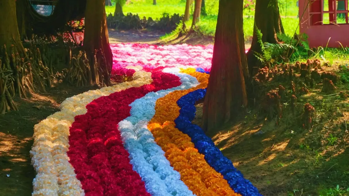 粉紅系花園回歸！落羽松林旁「水上繡球花海」夢幻美拍，坐透明水晶船賞花