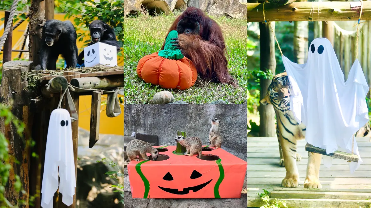 高雄２大動物園「變裝入園」免門票！免費送糖果、小禮物，還有可愛動物遊行