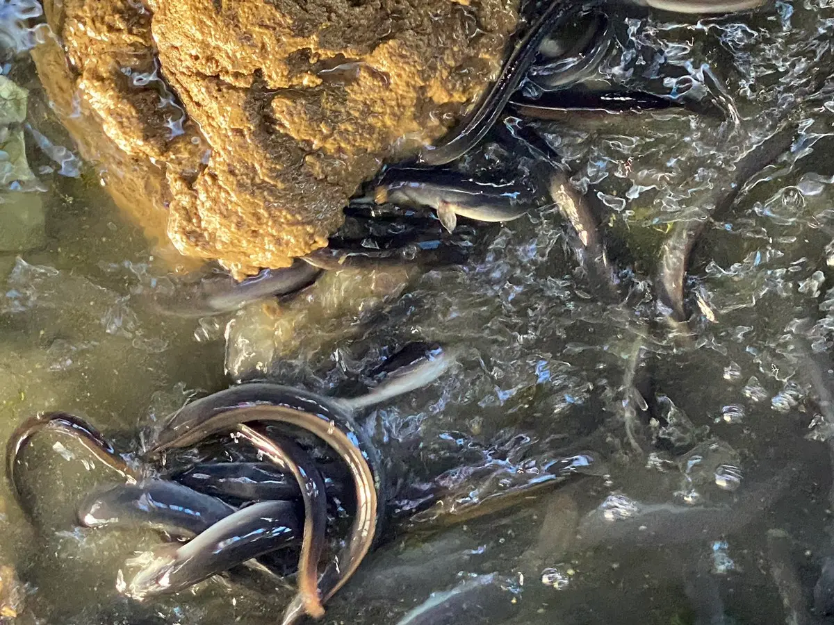 日本平價鰻魚飯「名代宇奈とと」登台!百元爽嗑炭烤鰻魚,串燒、炸物39元起 日本平價鰻魚飯「名代宇奈とと」登台!百元爽嗑炭烤鰻魚,串燒、炸物39元起