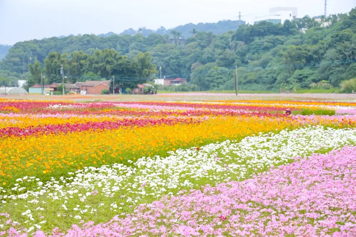 「2026桃園花彩節」這天回歸！夢幻彩色花海免費拍，李翊君、芒果醬接力開唱
