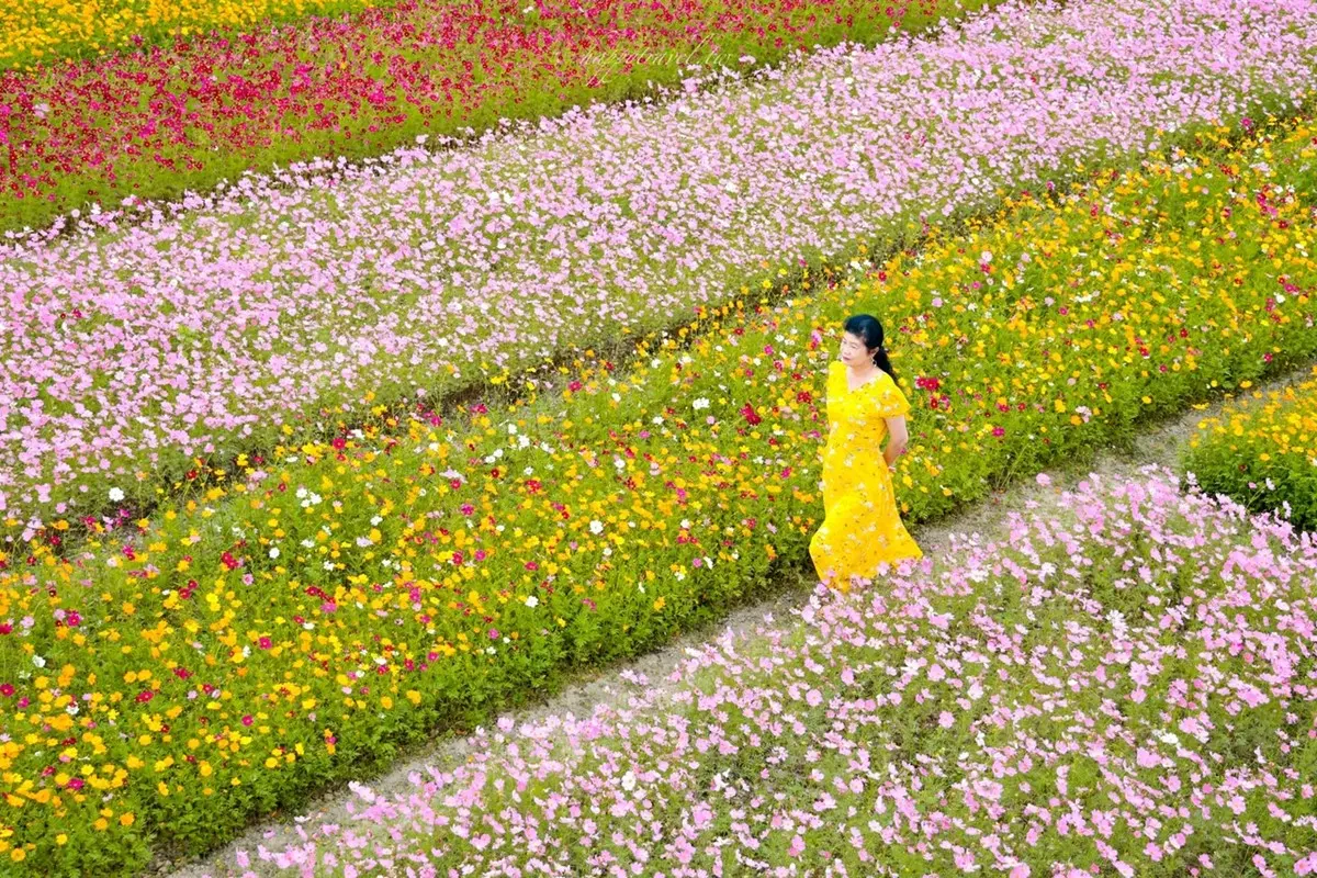 「2026桃園花彩節」這天回歸！夢幻彩色花海免費拍，李翊君、芒果醬接力開唱