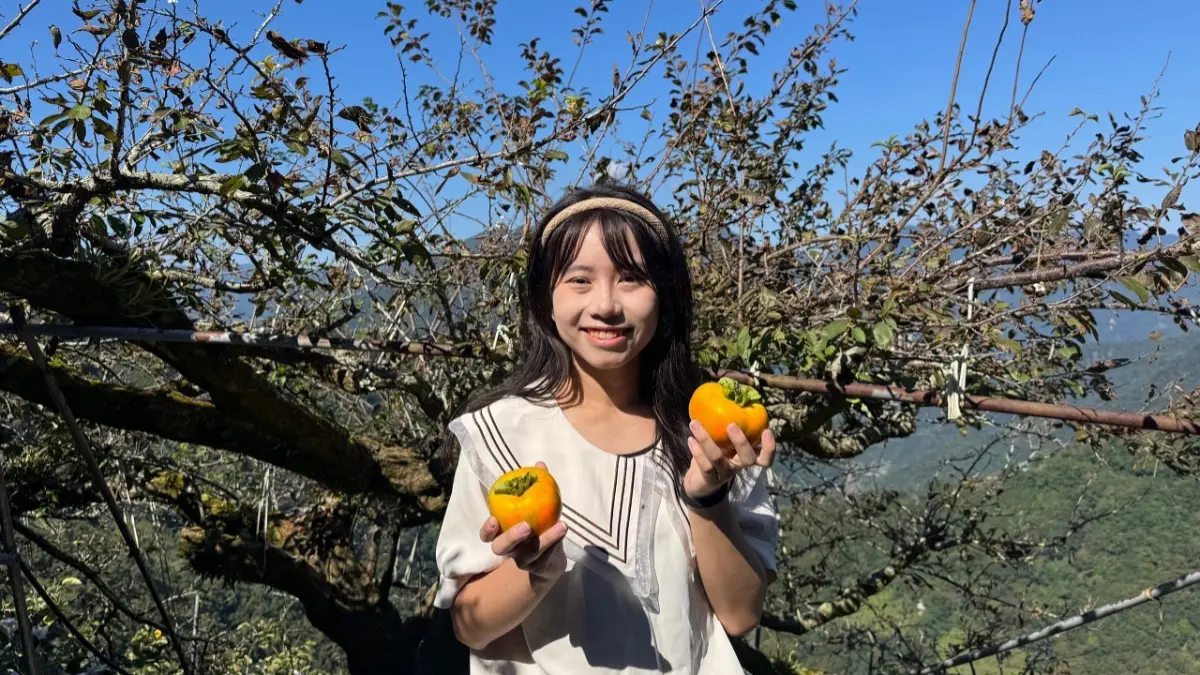 免費接駁玩北橫!秋冬13條遊程:拉拉山觀星、採甜柿,走入部落再到羅浮泡溫泉 免費接駁玩北橫!秋冬13條遊程:拉拉山觀星、採甜柿,走入部落再到羅浮泡溫泉
